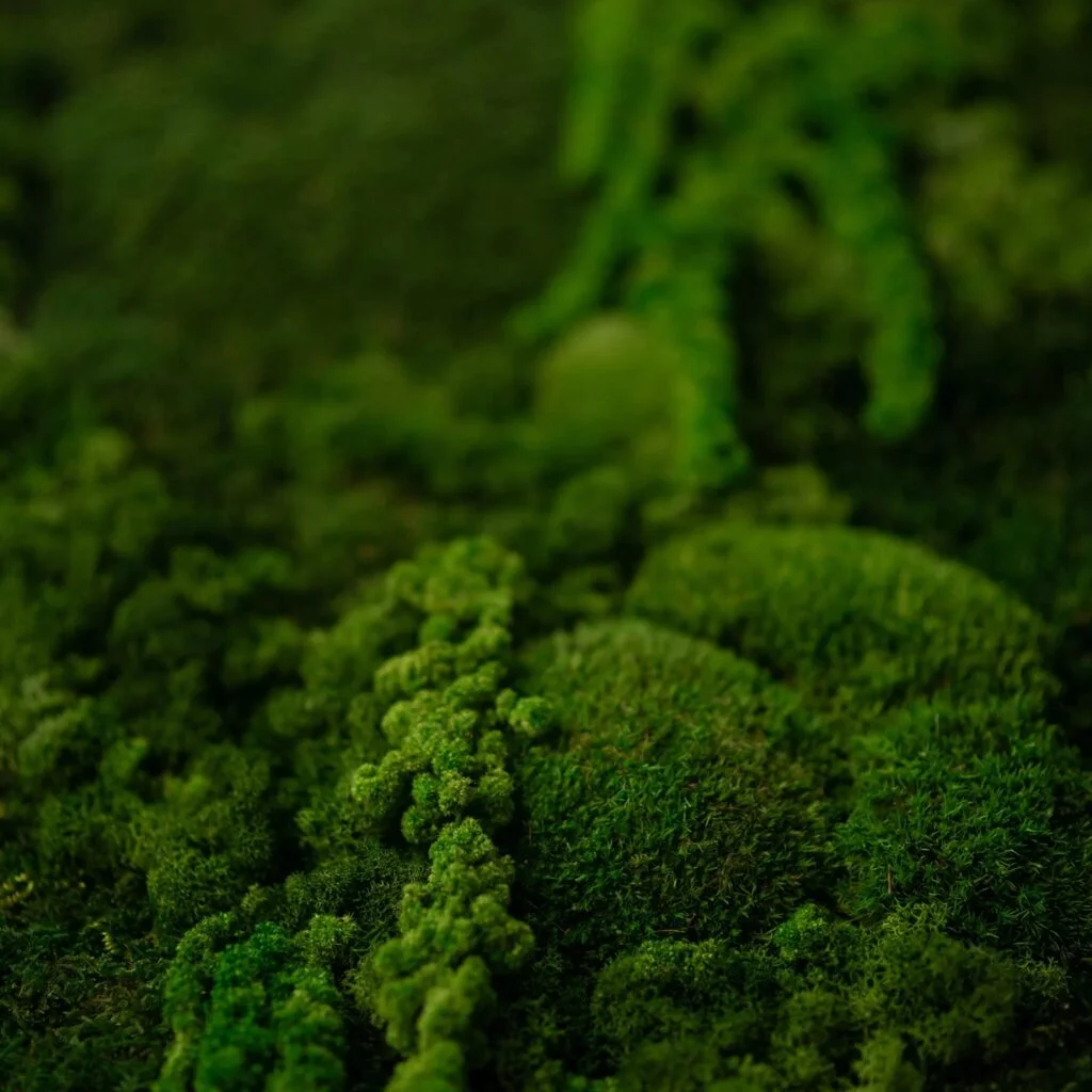 mosvægge mosvæg mosbilleder